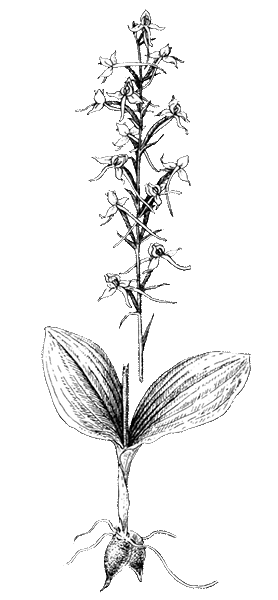 Раскраска гиацинт цветок