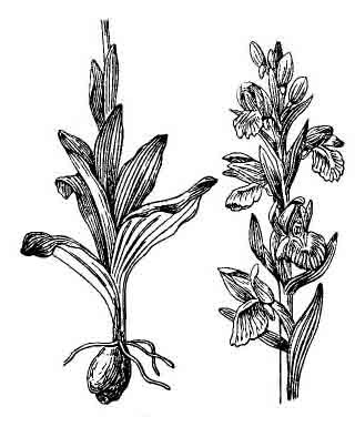 Ятрышник рисунок карандашом (45 фото)