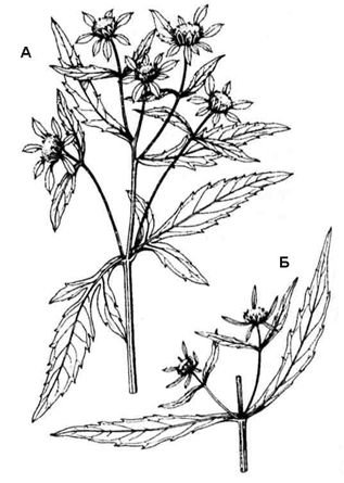 Череда трехраздельная (Bidens tripartita)