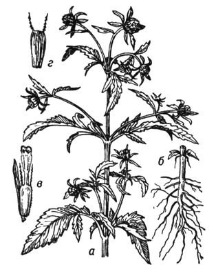 Череда трехраздельная контур