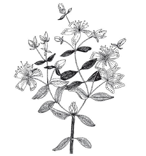 Череда раскраска