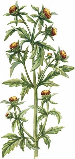 Череда трехраздельная, золотушная трава