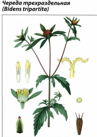 Череда трехраздельная Фармакогнозия