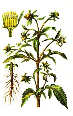 Девясил высокий Фармакогнозия