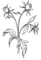 Череда трехраздельная