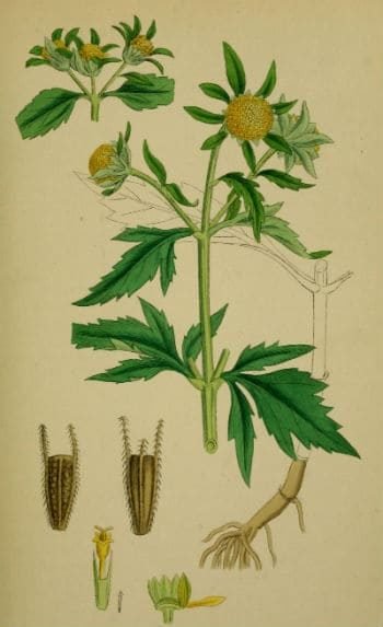 Череда трехраздельная плод