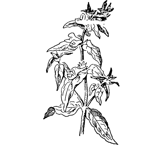 Зверобой продырявленный Фармакогнозия