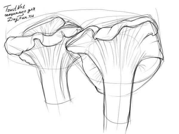 Гриб грузди разукрашка