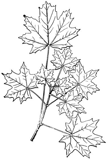 Осеннее дерево карандашом