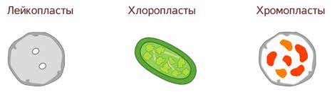 Пластиды лейкопласты строение