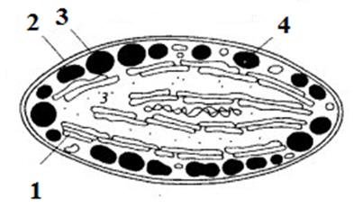 Строение митохондрии и хлоропласта без подписей