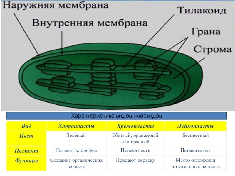 Хлоропласты имеют мембраны. Схема строения хлоропласта. Строение хлоропласта ЕГЭ биология. Строение хлоропласта растительной клетки.