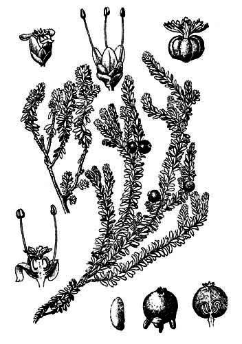 Рисунок па вершу вадзяник