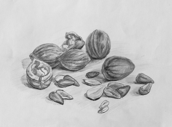 Набросок орехи