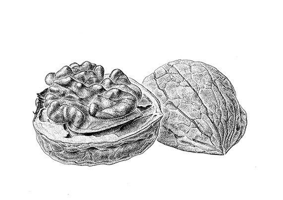 Грецкий орех рисунок