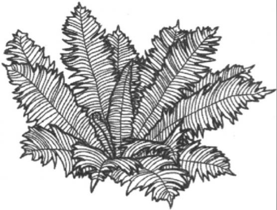 Щитовник контур