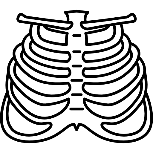 Зарисовка грудной клетки