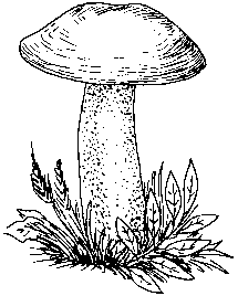 Подберезовик гриб