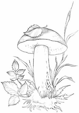 Нарисовать гриб подберезовик карандашом