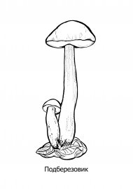 Гриб подберезовик контур