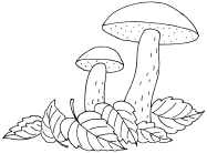 Съедобные и ядовитые грибы раскраска