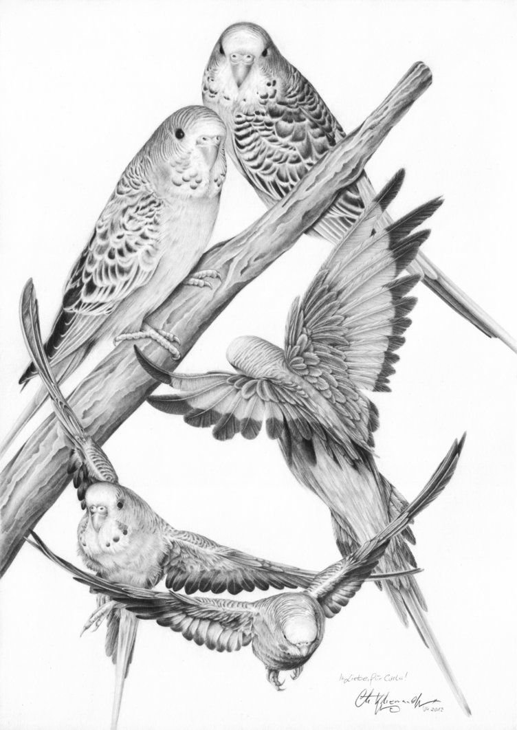 Зарисовки волнистого попугая