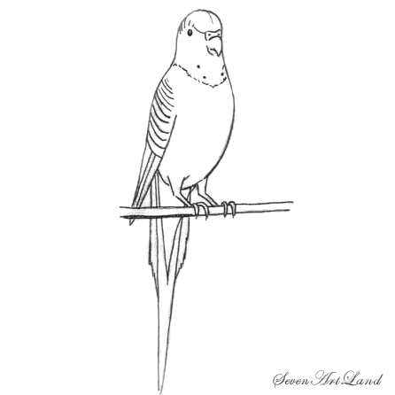 Разукрасить попугая волнистого