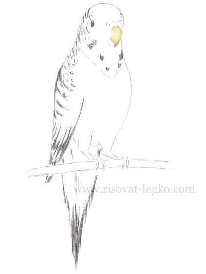 Рисунок попугай карандашом волнистый (47 фото)