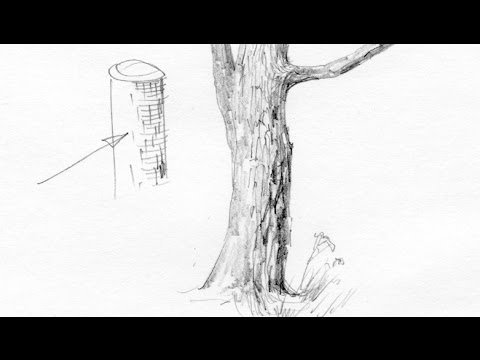 Зарисовки коры деревьев