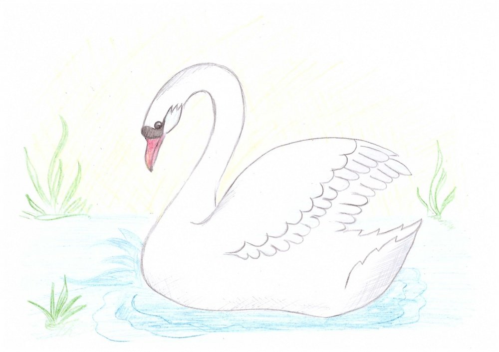 Как карандашом рисовать лебедя карандашом