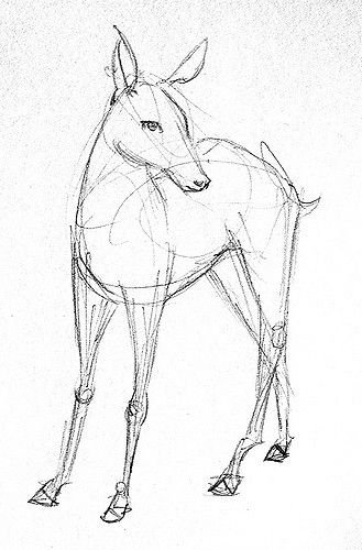 Косуля рисунок карандашом