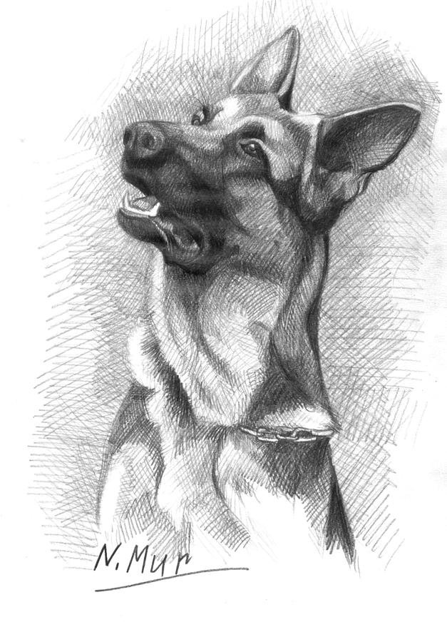Рисунок собаки графика. Малинуа анатомия. Собака рисунок карандашом. Овчарка набросок. Карандашные Наброски собак.