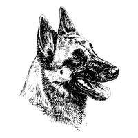 Малинуа Malinois