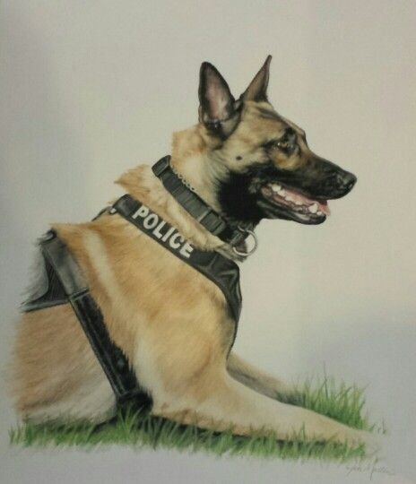 Бельгийская овчарка малинуа эскиз