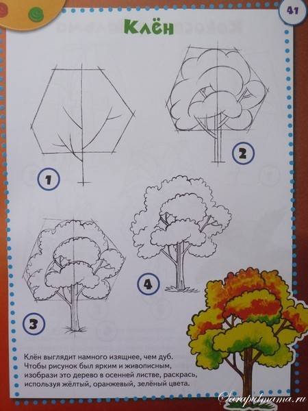 Клен рисунок для детей карандашом (46 фото)