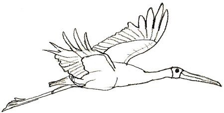 Аист летит раскраска для детей