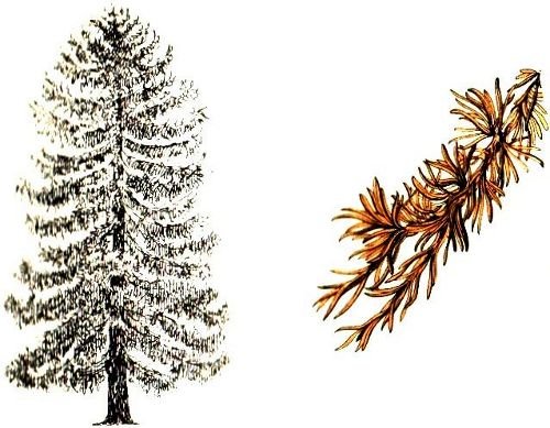Хвойные деревья раскраска