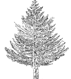 Контур хвойного дерева