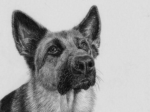 Восточно-европейская овчарка рисунок