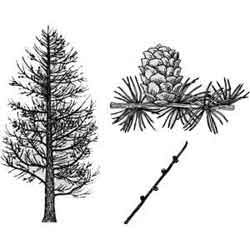 Ель в графике