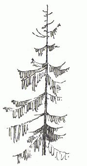 Лиственница карандашом рисунок (45 фото)