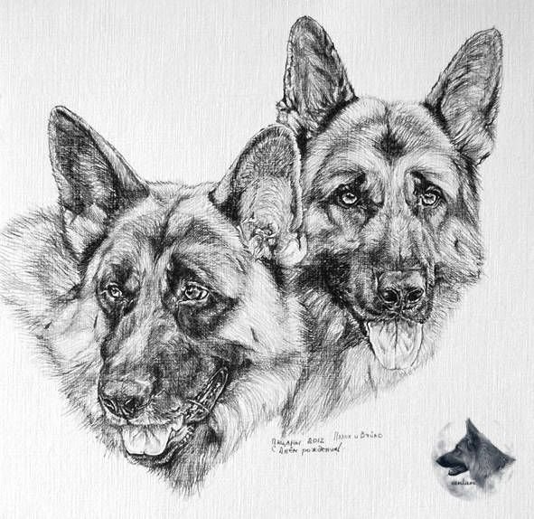 Овчарка рисунок карандашом