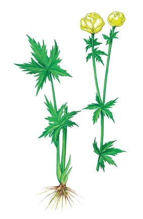 Купальница европейская рисунок