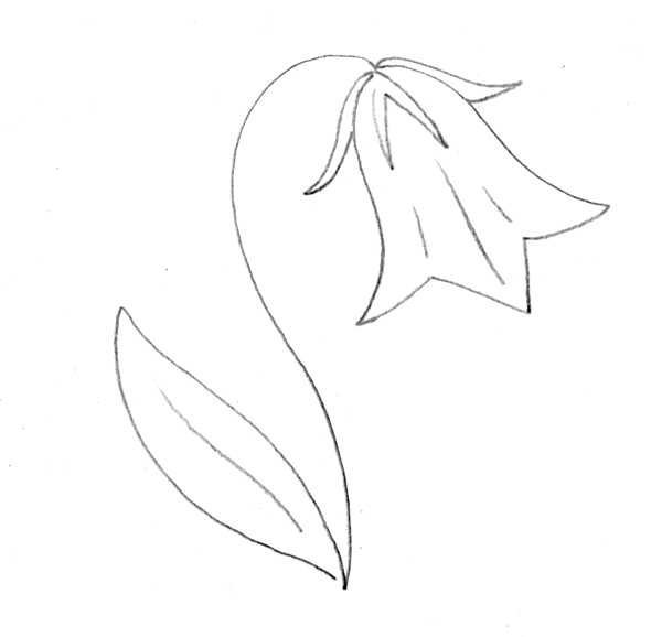 Раскраска колокольчик цветок