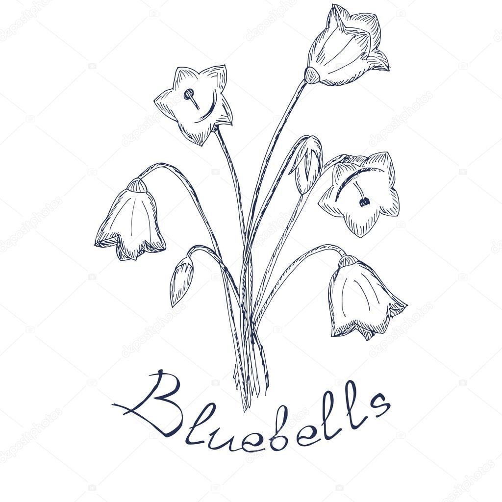 Рисунки для срисовки колокольчик цветок