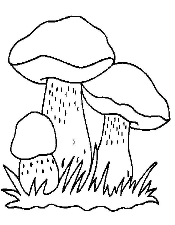 Рисунок гриба 5 класс. Грибы подосиновик белый раскраски. «Грибы для белки» (Комарова, с.36). Грибы раскраска для детей. Нарисовать грибы карандашом.