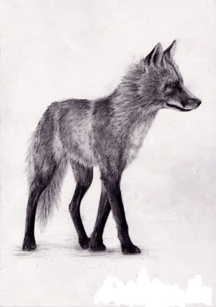 Лисы карандашом