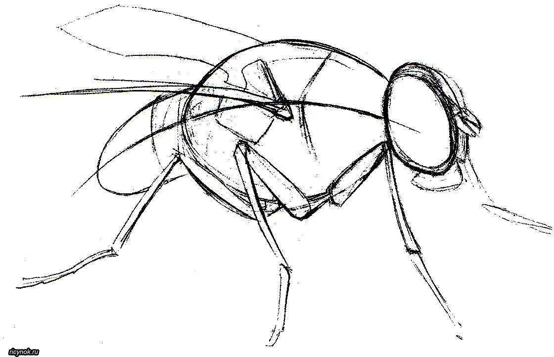 Муха маленький рисунок. Муха рисунок. Рисование насекомые. Муха эскиз. Нарисовать насекомых.