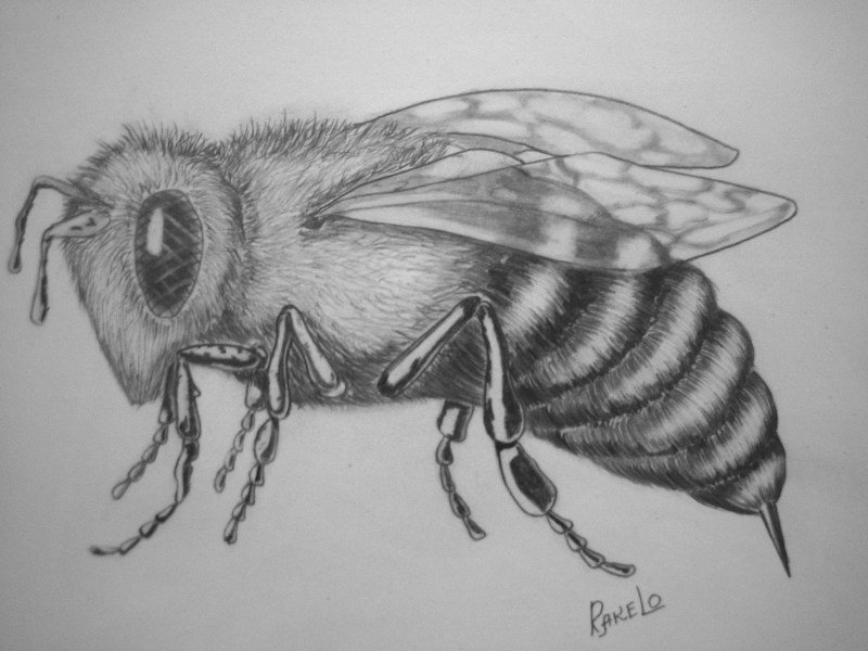Муха карандашом. Муха рисунок. Пчела рисунок. Пчела карандашом.