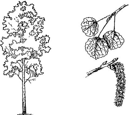 Раскраска осина дерево